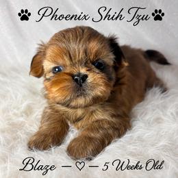 Blaze - Red male Shih Tzu puppy in Hayden, Idaho from Phoenix Shih Tzu