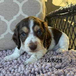 Gypsy Boy 1 - Chocolate and cream male Dachshund puppy in Joshua Tree, California from Desert Dreams Ranch