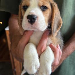 Albert - Black red and white male Beagle puppy in Rockwell, North Carolina from Knockhill Beagles