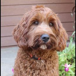 Roxie - Australian Labradoodle