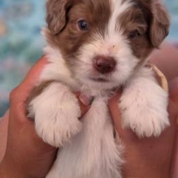 Jalapeño - Red merle female Aussiedoodle puppy in Lithia, Florida from Waterford Doodle Farm
