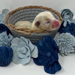 Vela (bluie merle) - Blue merle and white female American Corgi puppy in Waco, Texas from The Comma Corgis