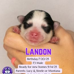 Landon - Black and white male Pomsky puppy in Humeston, Iowa from M.A.R. Dogs