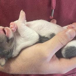 Rat Terriers from Meadows Rat Terrier