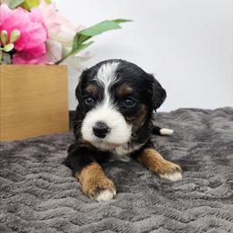 Petunia - Tri-color female Bernedoodle puppy in Granton, Wisconsin from Rose River Farms