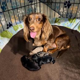 2 Black Tan Boys - Black and tan male Dachshund puppy in Burkesville, Kentucky from Bline’s Awesome Aussies & Doxies at the Bline Family Farm