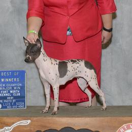 Hoax - American Hairless Terrier