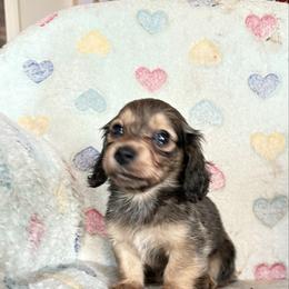 Shaded cream male - Cream male Dachshund puppy in Tonopah, Arizona from Brandie's Dachshunds