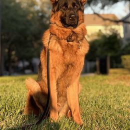 German Shepherd Puppies from AceHaven Canines