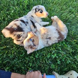 Boy 3 - Red merle male Australian Shepherd puppy in Crooksville, Ohio from VanHorn Australian Shepherds