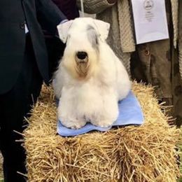 Sealyham Terriers from Tintern