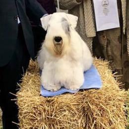 Sealyham Terriers from Tintern