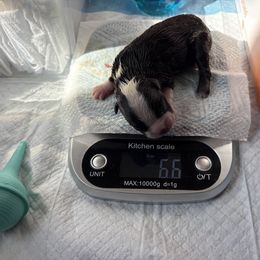 Girl 2 - female Boston Terrier puppy in Lowell, Arkansas from Bogan's Boston's