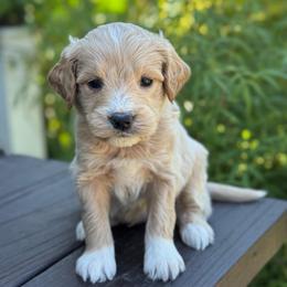 Ferris Wheel - Apricot male Goldendoodle puppy in Wharton, Texas from Little Fur Friends