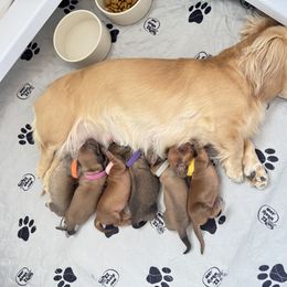 Dachshund Puppies from Lakeview Dachshunds