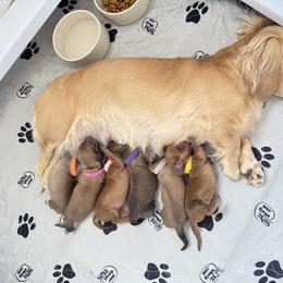 Dachshund Puppies from Lakeview Dachshunds