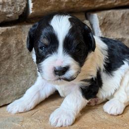 Fancy (Lavender collar) - Black and chalk female Australian Labradoodle puppy in Mount Gilead, North Carolina from Tillery Labradoodles