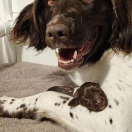 Kleine Munsterlander Puppies from nathaniel Czarnota