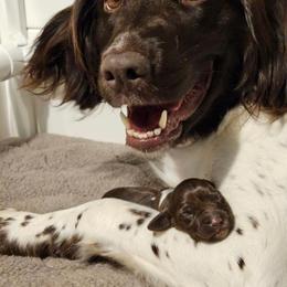 Kleine Munsterlander Puppies from nathaniel Czarnota