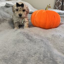 Cockapoo and Poodle Puppies from Village toy poo’s