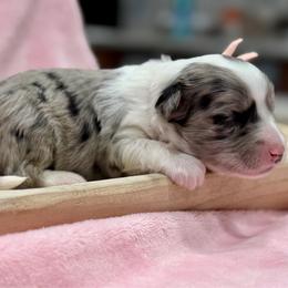 Pink collar - Blue merle female Aussiedoodle puppy in 32046, Florida from River Hill Ranch