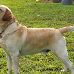 Labrador Retrievers from Sliding G Ranch, LLC