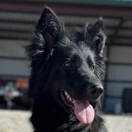 Bella - German Shepherd