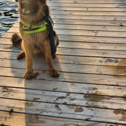 German Shepherd Puppies from Persevere Kennels