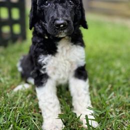 Hallow - Yellow Collar - Black male Poodle puppy in Monroe, North Carolina from The Klepper Homestead