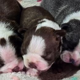 Iron Man - Red male Boston Terrier puppy in Millers Creek, North Carolina from Tumbling Shoals Hilltop Bostons