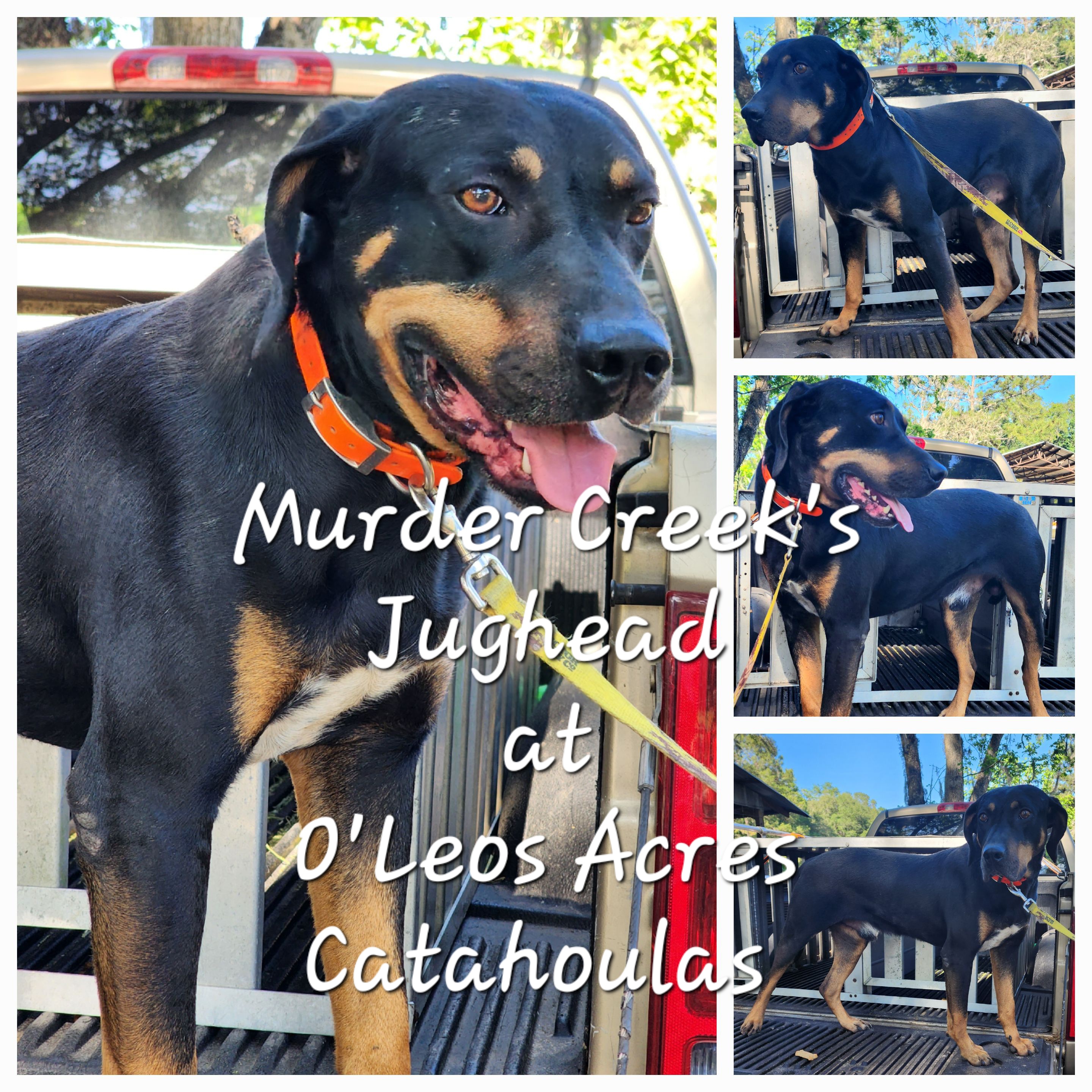 Jughead - Catahoula Leopard Dog