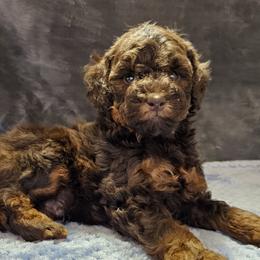 Blue Collar - Sable male Poodle puppy in Poplar Grove, Illinois from Awesome Paws