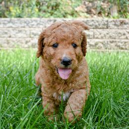 Goldendoodle and Sheepadoodle Puppies from Dewey Doodles