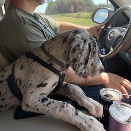 Great Dane Puppies from Sand Mountain Danes LLC