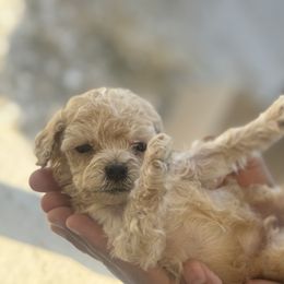 Boy 1 - male Cockapoo puppy in Waco, Texas from Cedar Ranch
