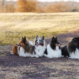 Shetland Sheepdogs from Crystal's Shelties