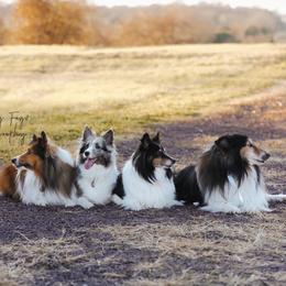 Shetland Sheepdogs from Crystal's Shelties
