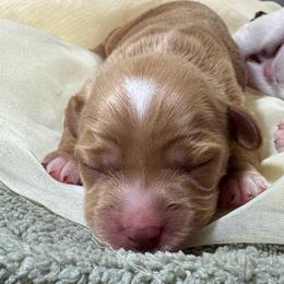 Petunia - Caramel female Australian Labradoodle puppy in Dawson, Georgia from Still Pond Australian Labradoodles