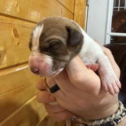 ChocolateFawn Pie, tanpoint carrier - Chocolate and white female Great Dane puppy in Greenville, South Carolina from Allen’s Ridge Ranch