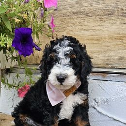 Nash - Tri-color male Bernedoodle puppy in Decatur, Georgia from So Adoodable