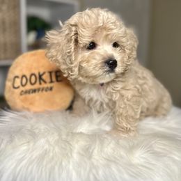 Cavapoo, Cockapoo, and Poodle Puppies from Benji’s Cockapoos