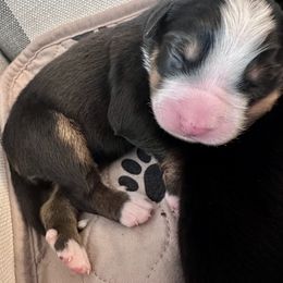 Bernese Mountain Dog Puppies from Red Bridge Berners