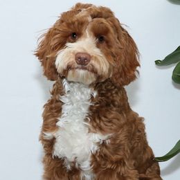 Bailey - Australian Labradoodle