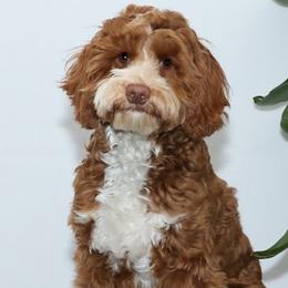 Bailey - Australian Labradoodle