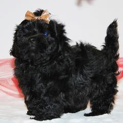 French Bulldog and Russian Tsvetnaya Bolonka Puppies from Must Be Frenchies & Crown Of Curls