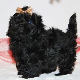 French Bulldog and Russian Tsvetnaya Bolonka Puppies from Must Be Frenchies & Crown Of Curls