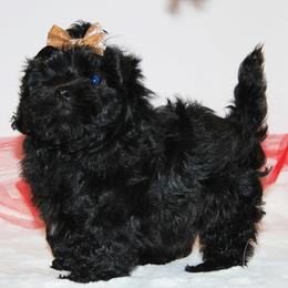 French Bulldog and Russian Tsvetnaya Bolonka Puppies from Must Be Frenchies & Crown Of Curls