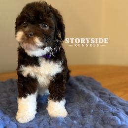 Muffin - Brown and white female Aussiedoodle puppy in Cassville, Wisconsin from Storyside Kennels
