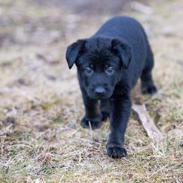 Purple collar - Bi-color female German Shepherd puppy in Prospect, Connecticut from Di Massimo Canile