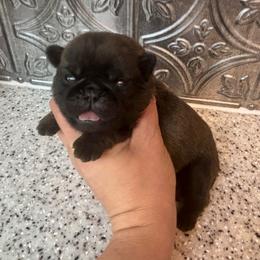 Purple collar - Fawn female Pug puppy in Tucson, Arizona from Furever Friends